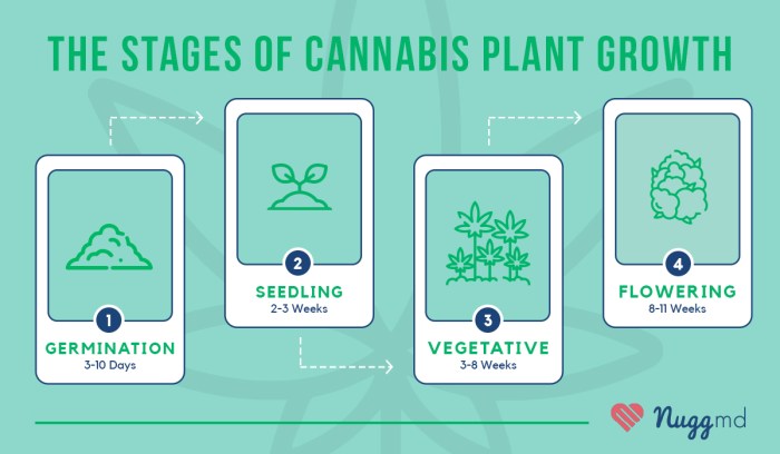 Cannabis design clothes and home decor