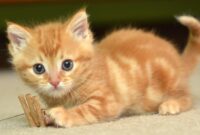 Cat home design: decorate cute magic kitty mansion