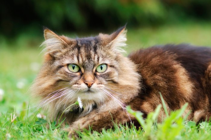 17 Cute Longhaired Cat Breeds | Cats with Long Hair
