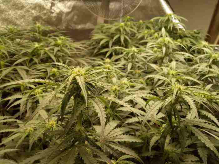 How to Fix Cannabis Leaves Curling Up or Down | Dutch Passion